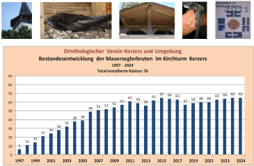 Statistik Mauersegler 2024